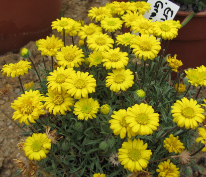 Erigeron chrysopsidis 'Grand Ridge'